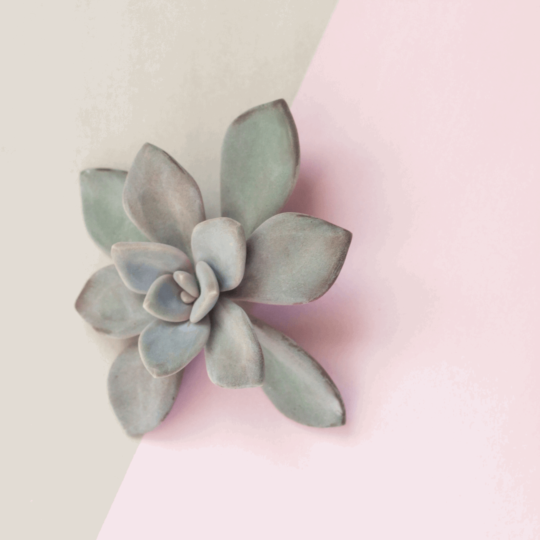 30 Assorted 1.5 Inch Colourful Assorted Succulents -  Event Favors - Www.Shopthatapp.com