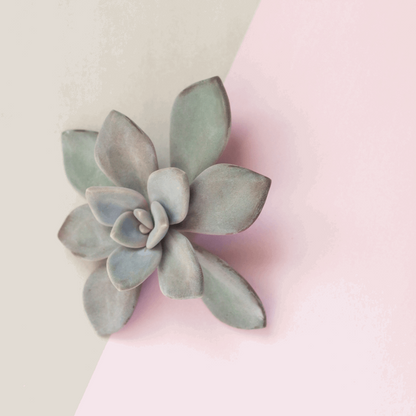 30 Assorted 1.5 Inch Colourful Assorted Succulents -  Event Favors - Www.Shopthatapp.com