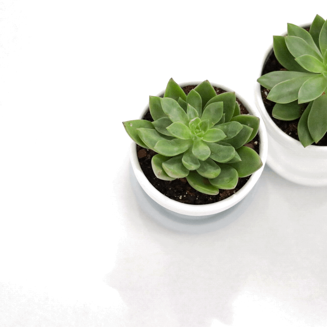 30 Assorted 1.5 Inch Colourful Assorted Succulents -  Event Favors - Www.Shopthatapp.com