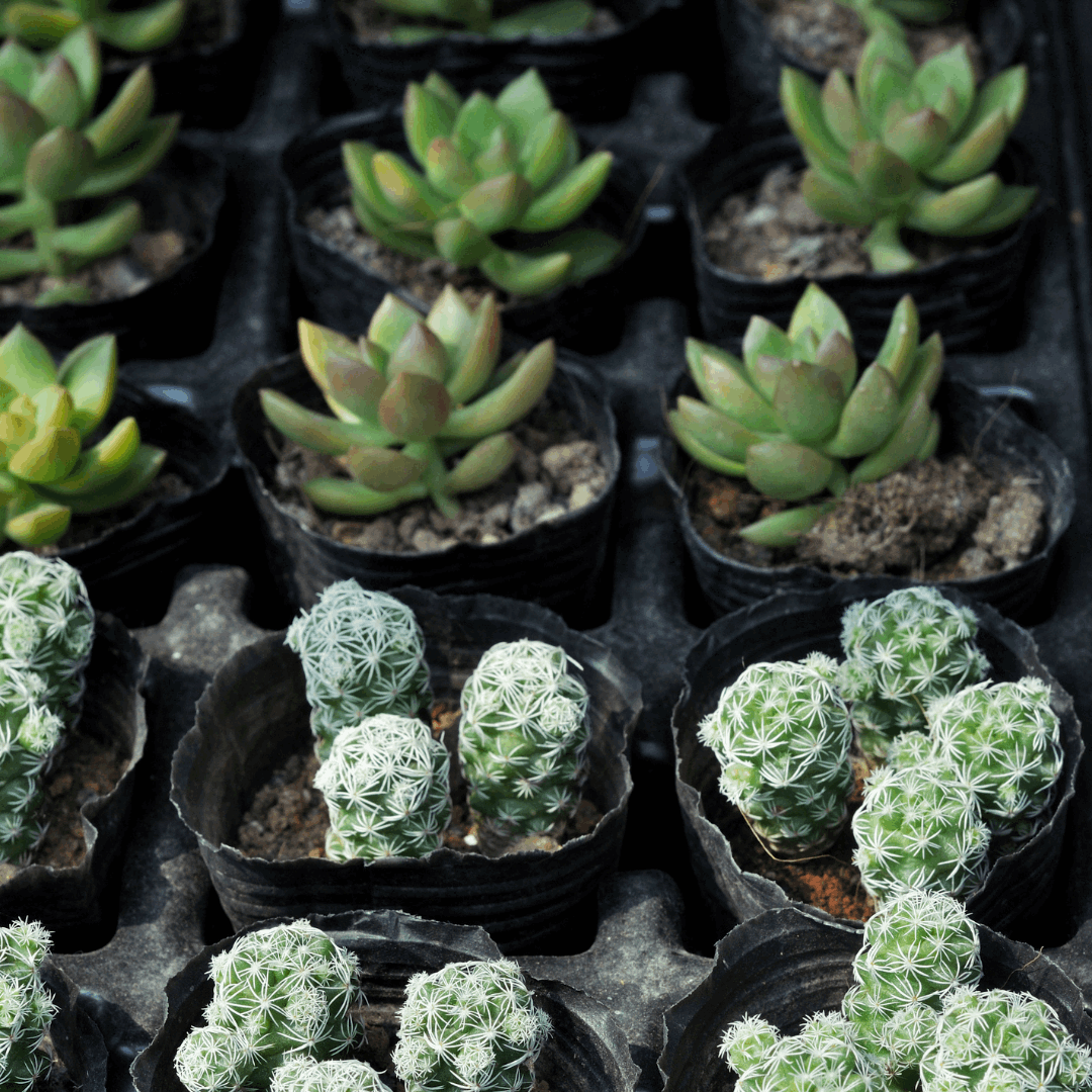 30 Assorted 1.5 Inch Colourful Assorted Succulents -  Event Favors - Www.Shopthatapp.com