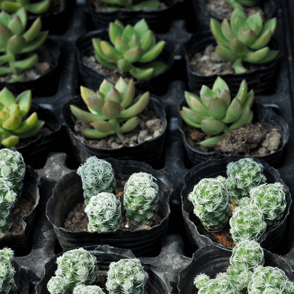 30 Assorted 1.5 Inch Colourful Assorted Succulents -  Event Favors - Www.Shopthatapp.com