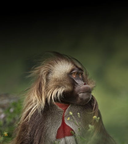 Africa (2012/ BBC) (Sous-titres franais)