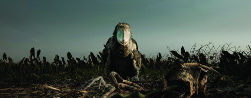 Africa (2012/ BBC) (Sous-titres franais)