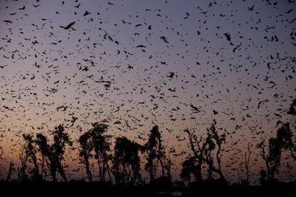 Africa (2012/ BBC) (Sous-titres franais)