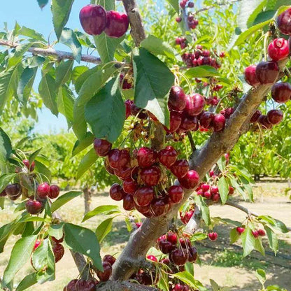 20 Cherry Seeds For Gardening And Home Improvement - www.Shopthatapp.com