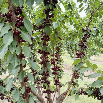 20 Cherry Seeds For Gardening And Home Improvement - www.Shopthatapp.com