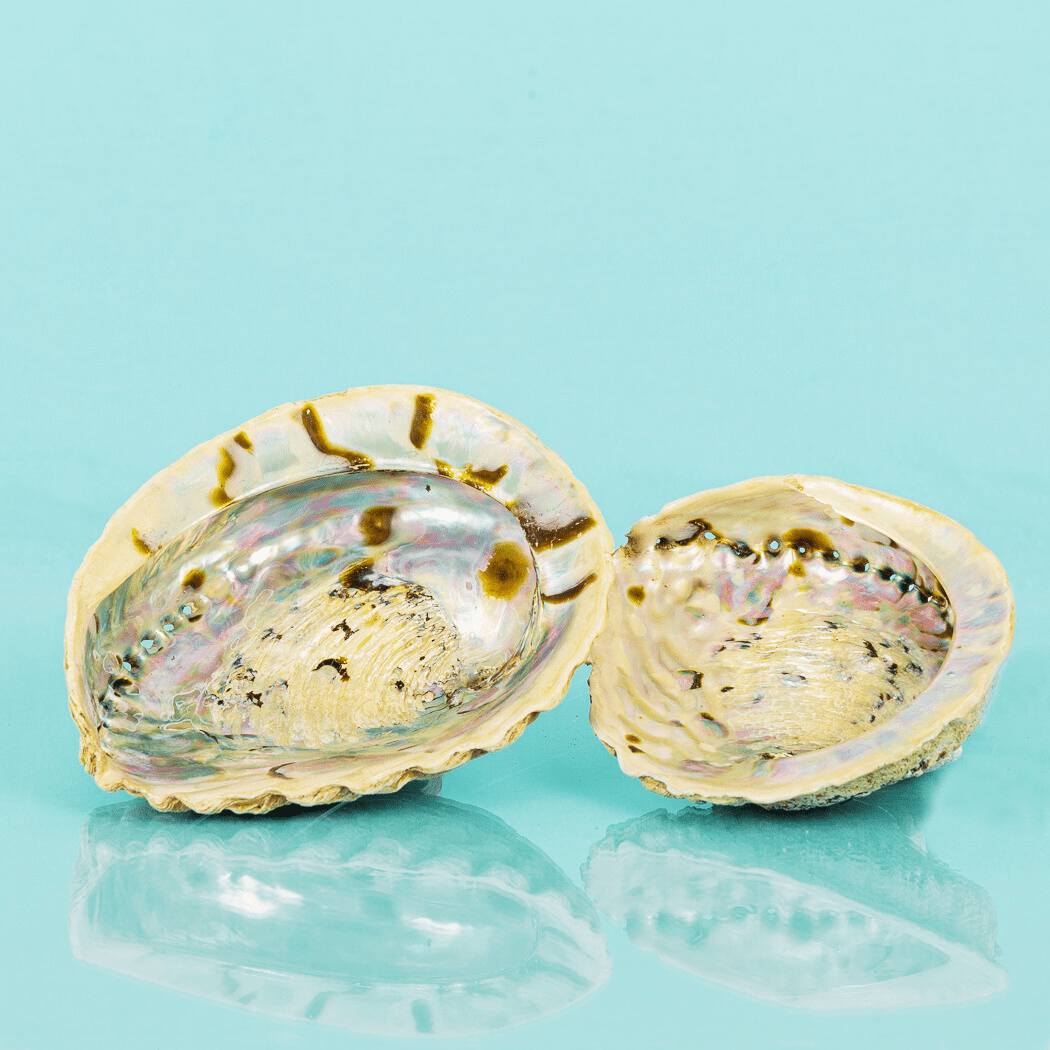 Plat à bijoux/à maculer en coquillage d'ormeau