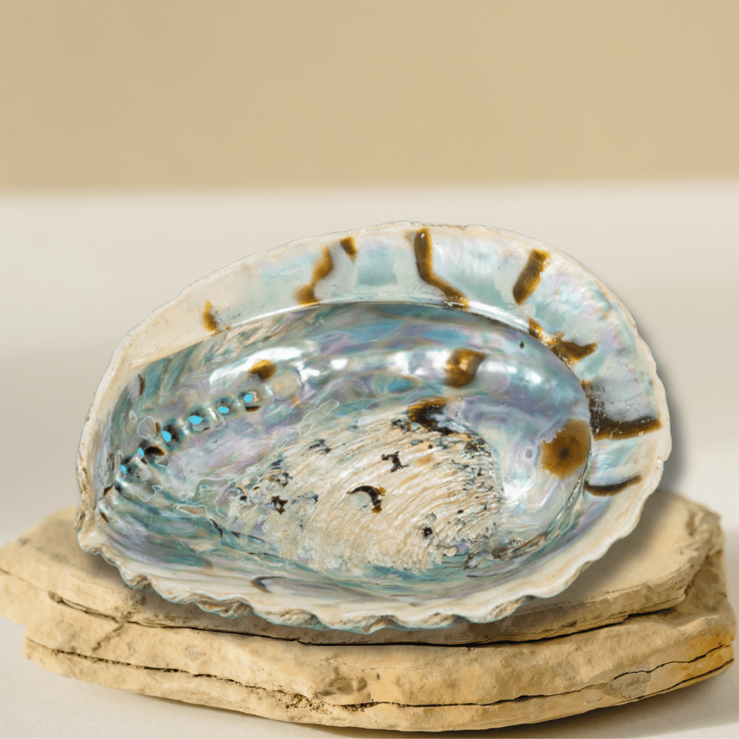 Plat à bijoux/à maculer en coquillage d'ormeau