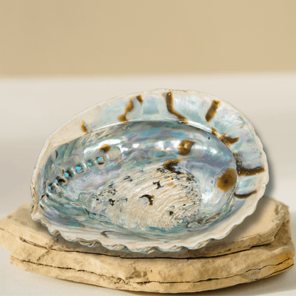 Plat à bijoux/à maculer en coquillage d'ormeau