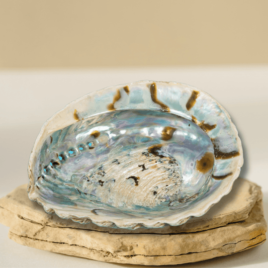 Plat à bijoux/à maculer en coquillage d'ormeau