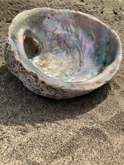 Plat à bijoux/à maculer en coquillage d'ormeau