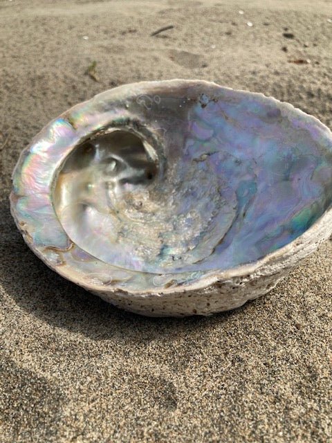 Plat à bijoux/à maculer en coquillage d'ormeau