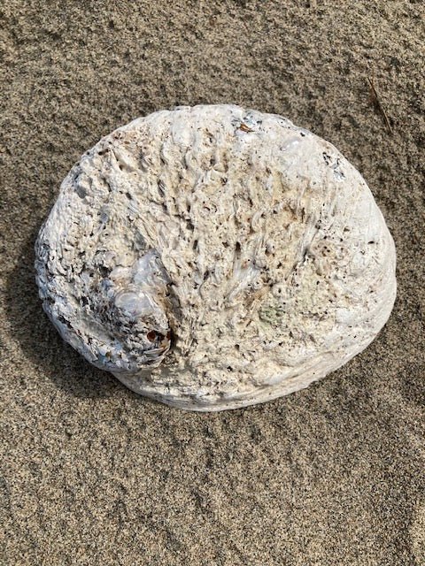 Plat à bijoux/à maculer en coquillage d'ormeau