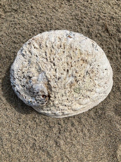 Plat à bijoux/à maculer en coquillage d'ormeau
