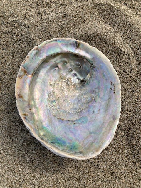 Plat à bijoux/à maculer en coquillage d'ormeau
