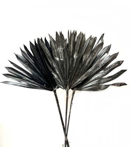 Roi Palm Sun