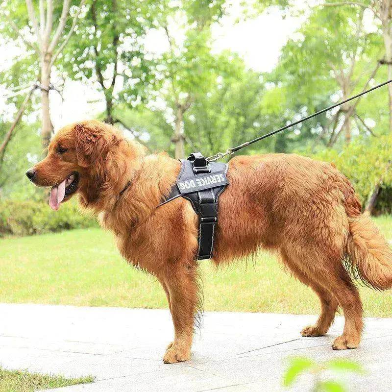 High Quality Personalization Of Pet Chest Strap / leash - www.Shopthatapp.com
