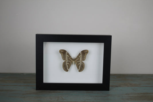 Samia insularis in a Black Frame