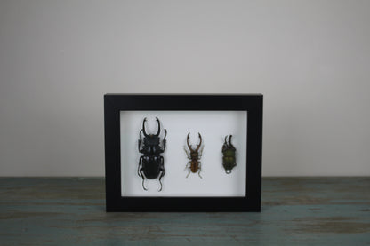 Triple Stag Beetles in a Frame