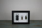Triple Stag Beetles in a Frame