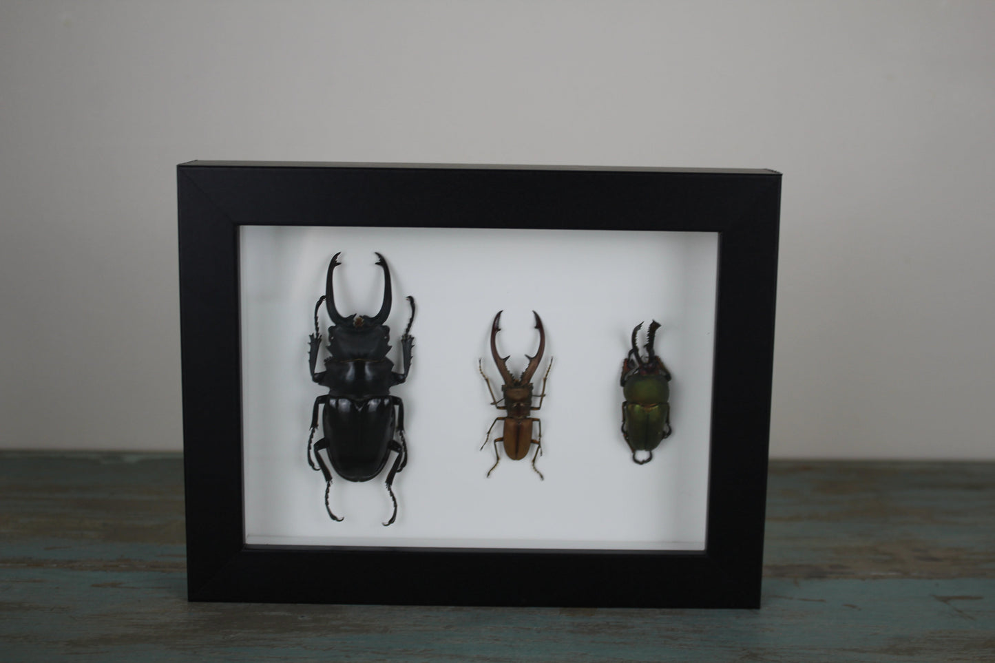 Triple Stag Beetles in a Frame