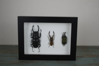 Triple Stag Beetles in a Frame