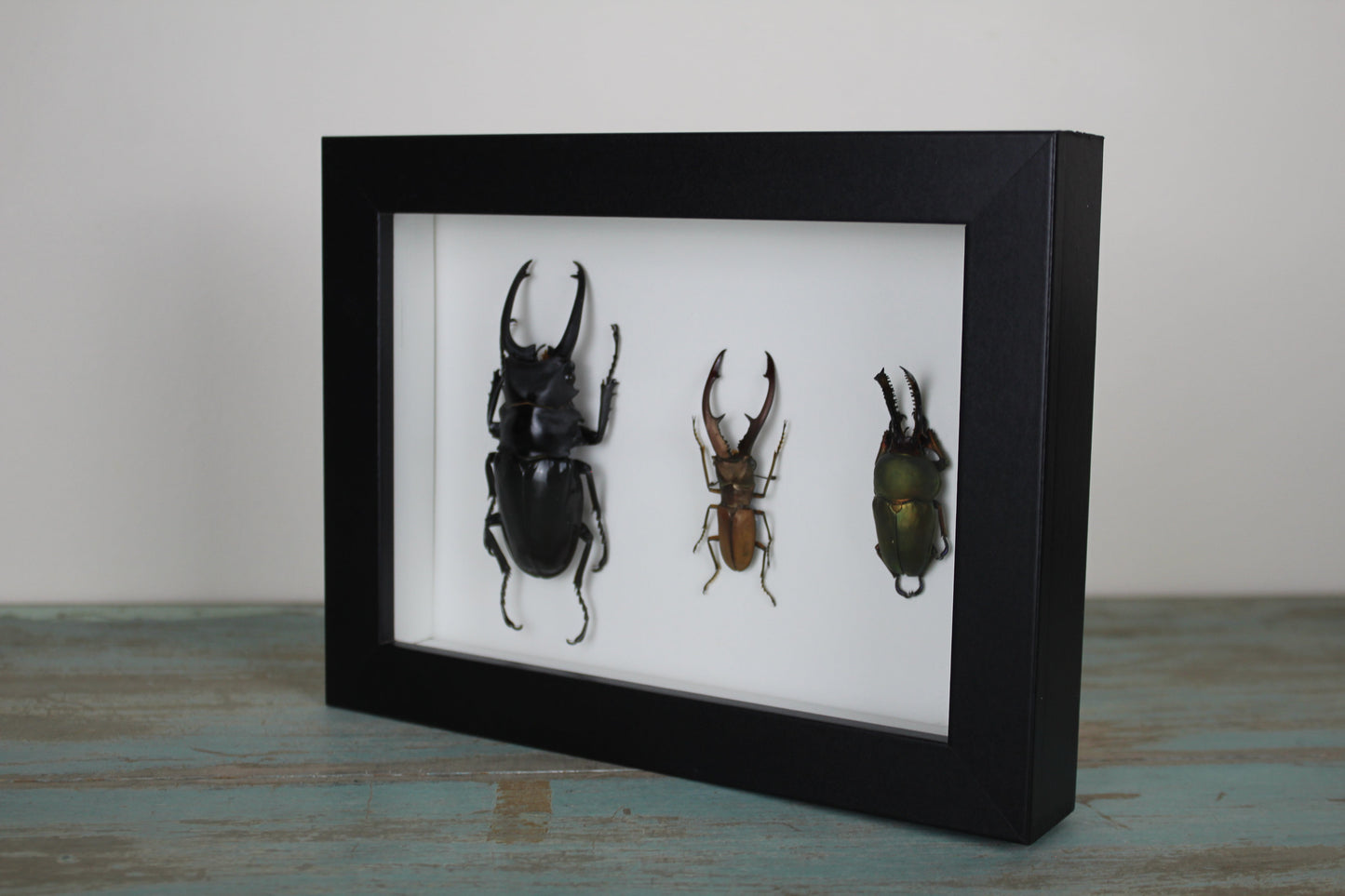 Triple Stag Beetles in a Frame