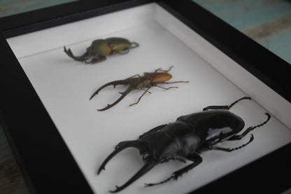 Triple Stag Beetles in a Frame