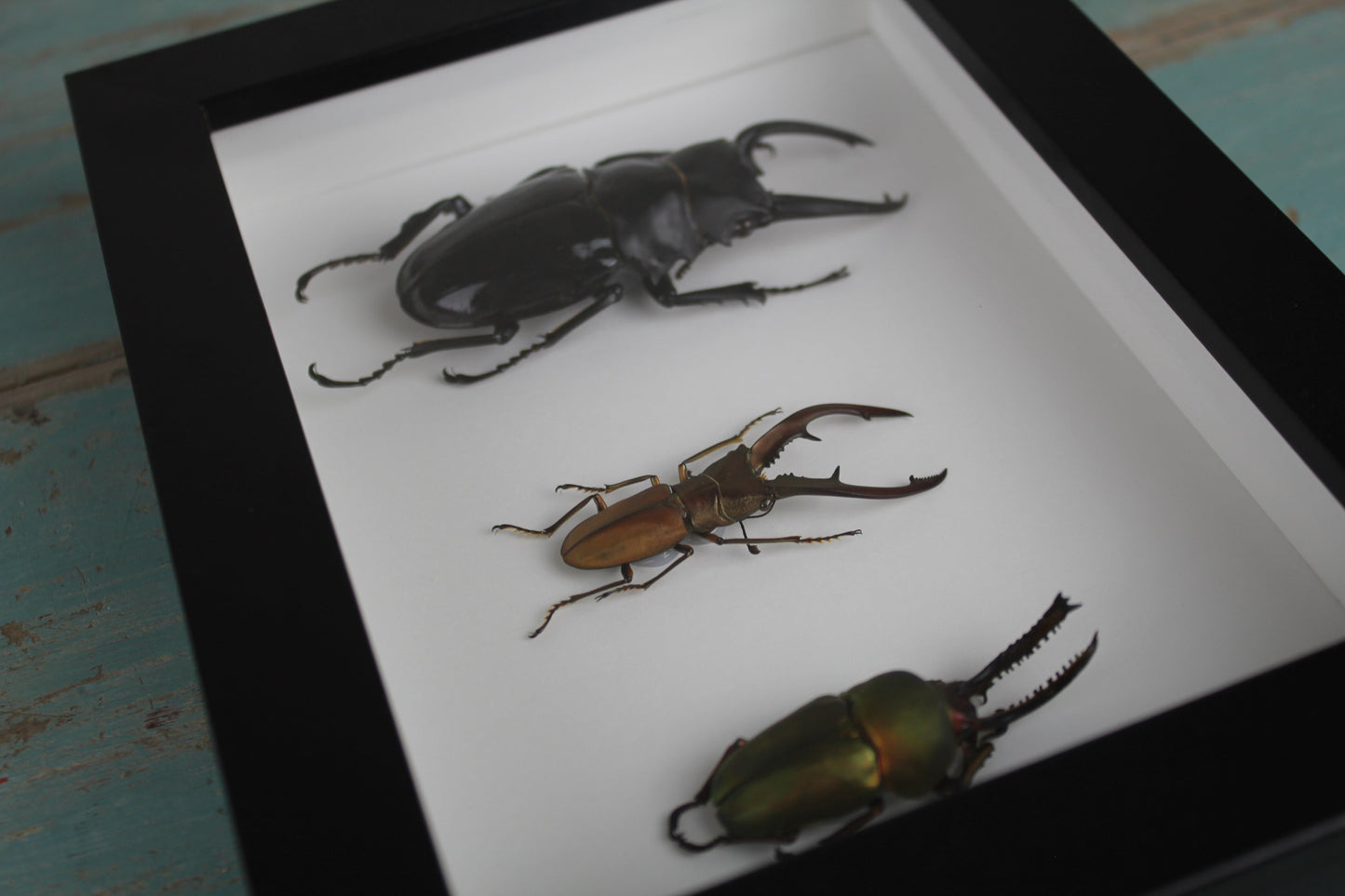 Triple Stag Beetles in a Frame