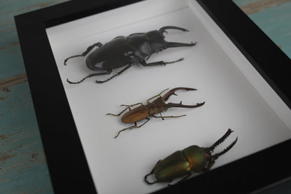 Triple Stag Beetles in a Frame