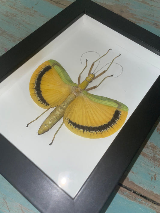 Tagesoidea Nigrofasciata Framed - www.Shopthatapp.com