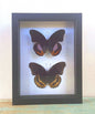 Reverse Pair of Hypolimnas Pandarus Butterfly in a Frame - www.Shopthatapp.com