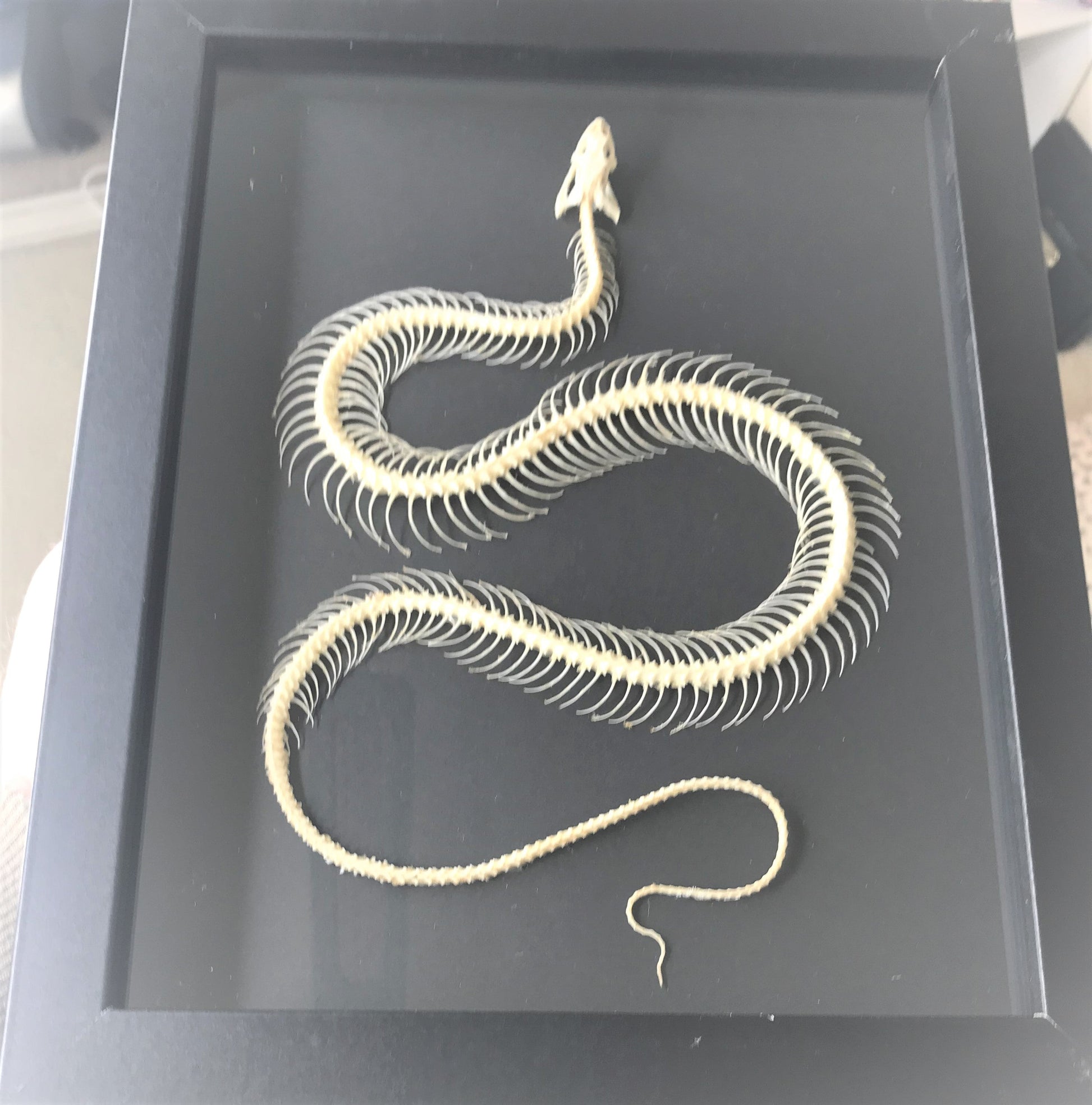 Small Painted Bronzeback Snake, Dendrelaphis pictus Snake Skeleton in a Frame - www.Shopthatapp.com