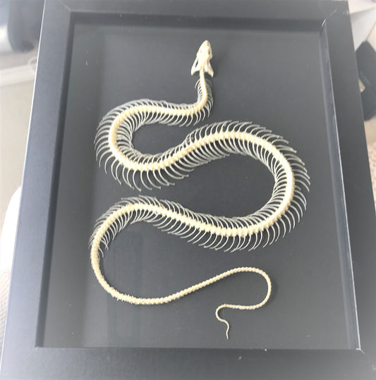 Small Painted Bronzeback Snake, Dendrelaphis pictus Snake Skeleton in a Frame - www.Shopthatapp.com