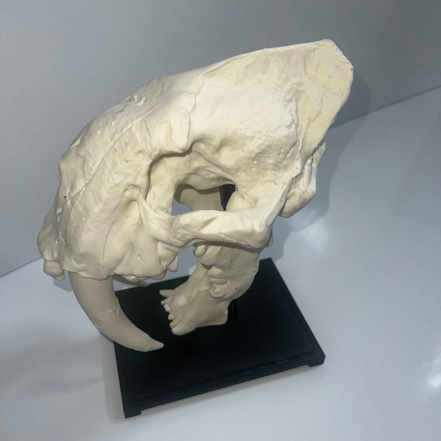 Saber tooth Cat (Smilodon) - 3D Printed