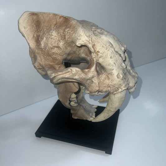 Saber tooth Cat (Smilodon) - 3D Printed