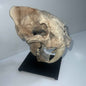 Saber tooth Cat (Smilodon) - 3D Printed
