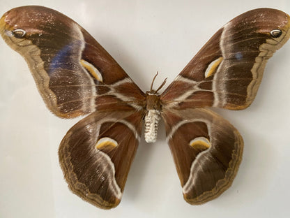 Samia insularis dans un cadre noir