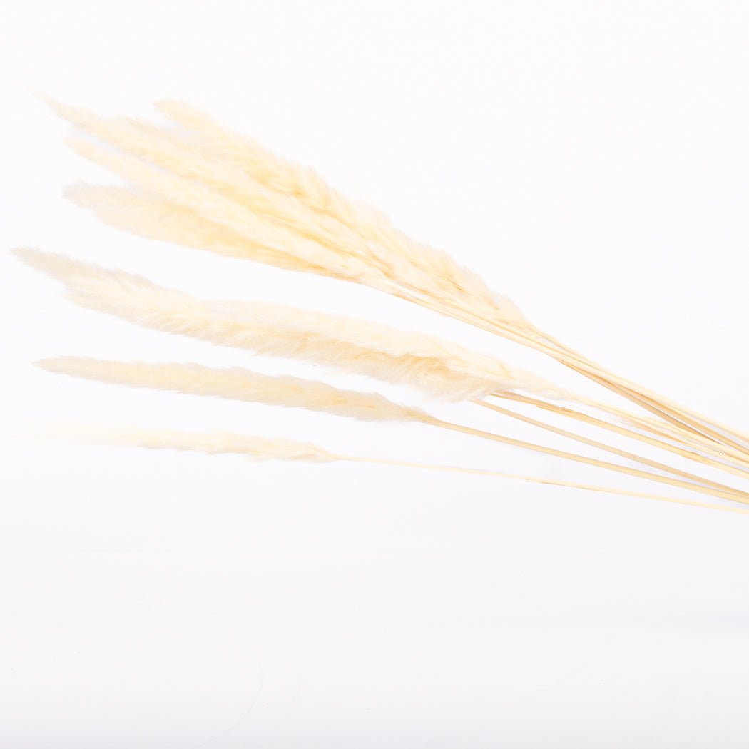 White Mini Pampas Grass - www.Shopthatapp.com