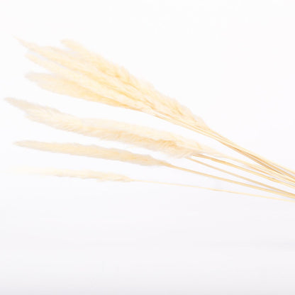 White Mini Pampas Grass - www.Shopthatapp.com