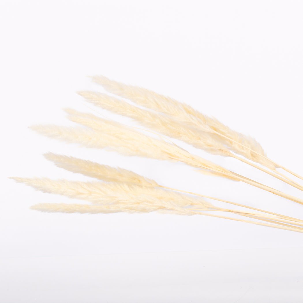 White Mini Pampas Grass - www.Shopthatapp.com