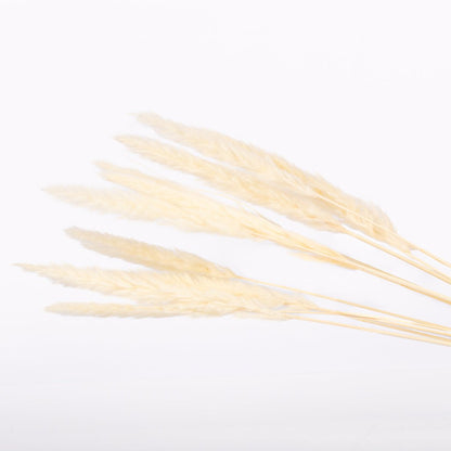 White Mini Pampas Grass - www.Shopthatapp.com