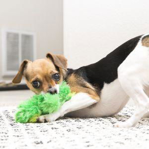 KONG Plush Frog-Pet supplies and goodies-www.Shopthatapp.com-Natural Health Garden