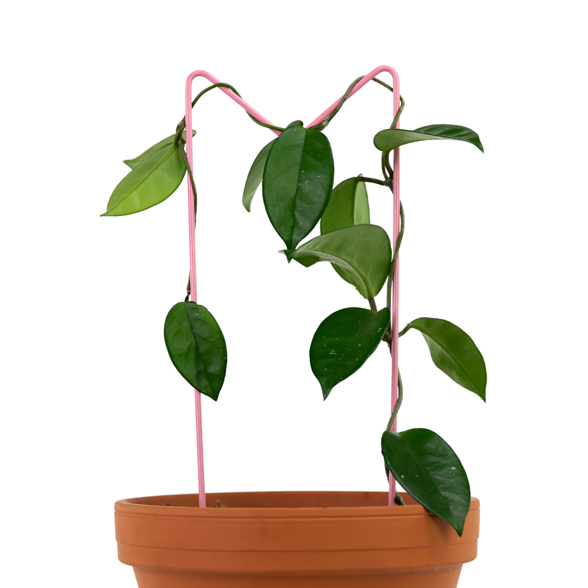 "M" Metal Trellis - www.Shopthatapp.com #