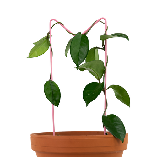 "M" Metal Trellis - www.Shopthatapp.com #