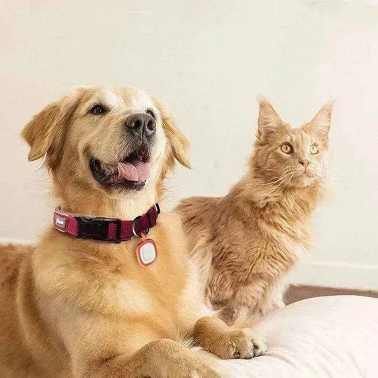 Pet Cats And Dogs Brand Name Anti-loss Card Two-dimensional Code ID Card - www.Shopthatapp.com