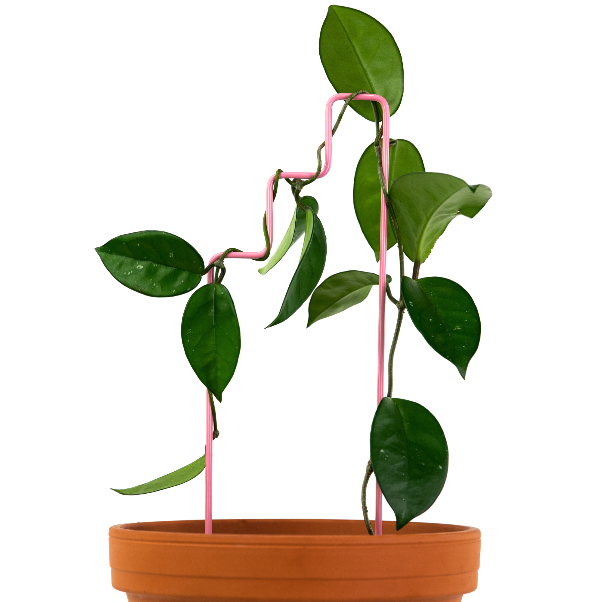 "Plant Stairs" Metal Trellis - www.Shopthatapp.com #