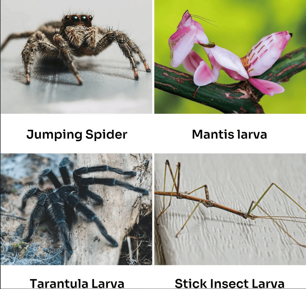 REPTIZOO Acrylic Breeding Enclosure ACR Series (Mantis Feeder) - www.Shopthatapp.com