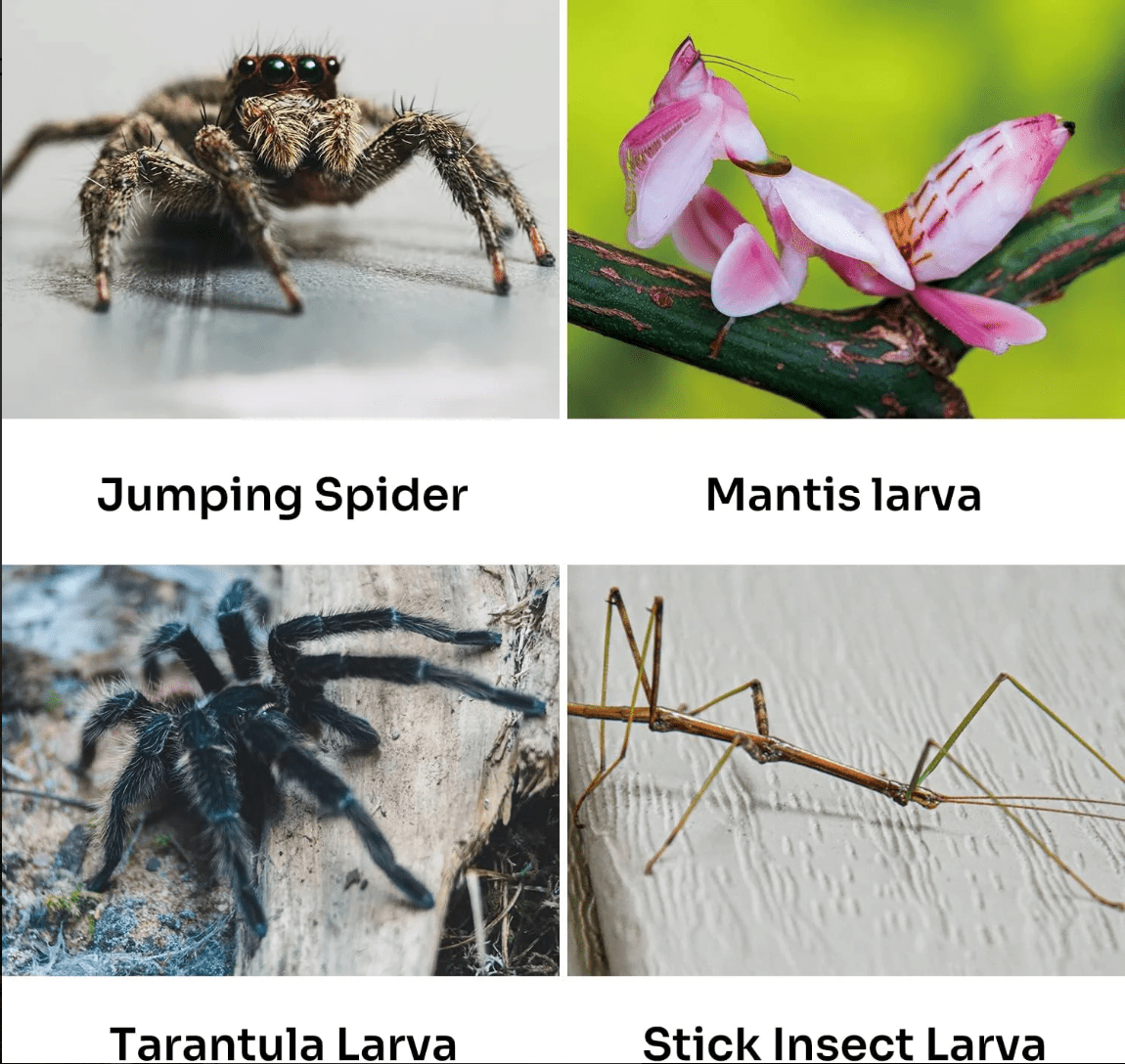 REPTIZOO Acrylic Breeding Enclosure ACR Series (Mantis Feeder) - www.Shopthatapp.com