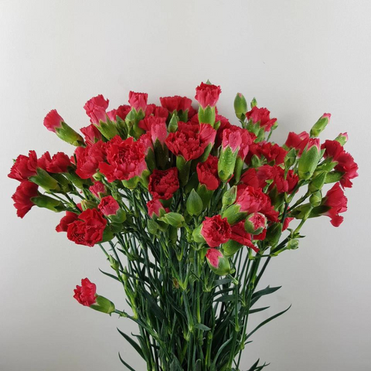 Spray Carnations Red - Www.Shopthatapp.com